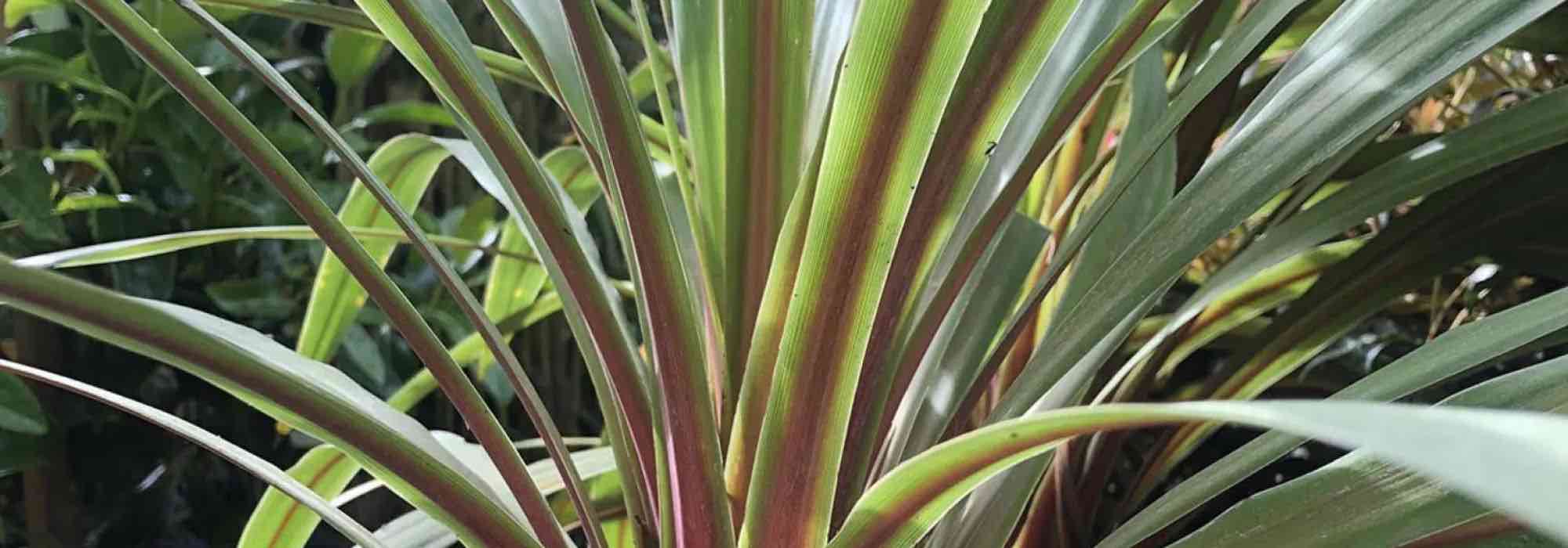 Welche Cordyline für Ihre Region?