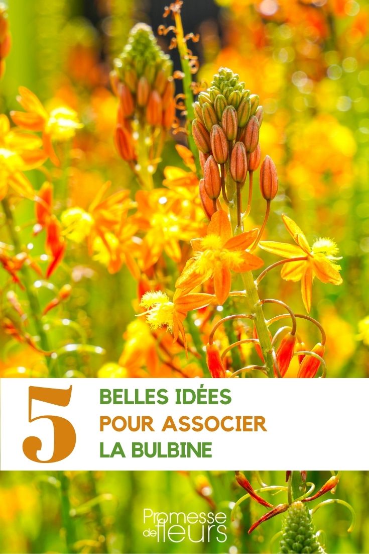 Vereinigung der Bulbine-Blüten