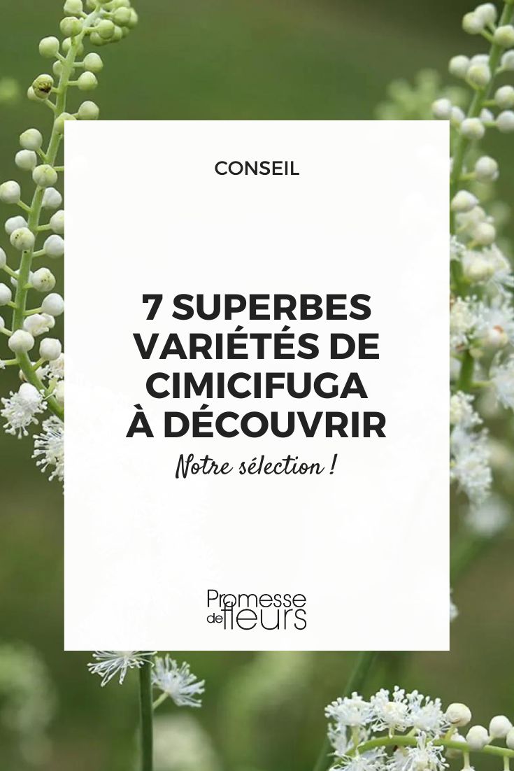 Cimicifuga-Blüten