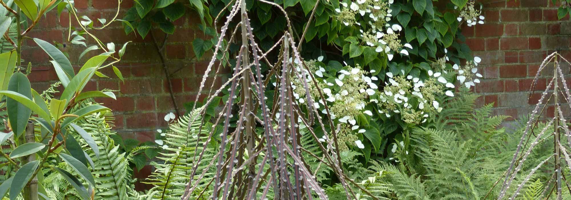 Pseudopanax kombinieren