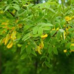Caragana arborescens, Gelbe Akazie: Pflanzung, Pflege und Kultivierung