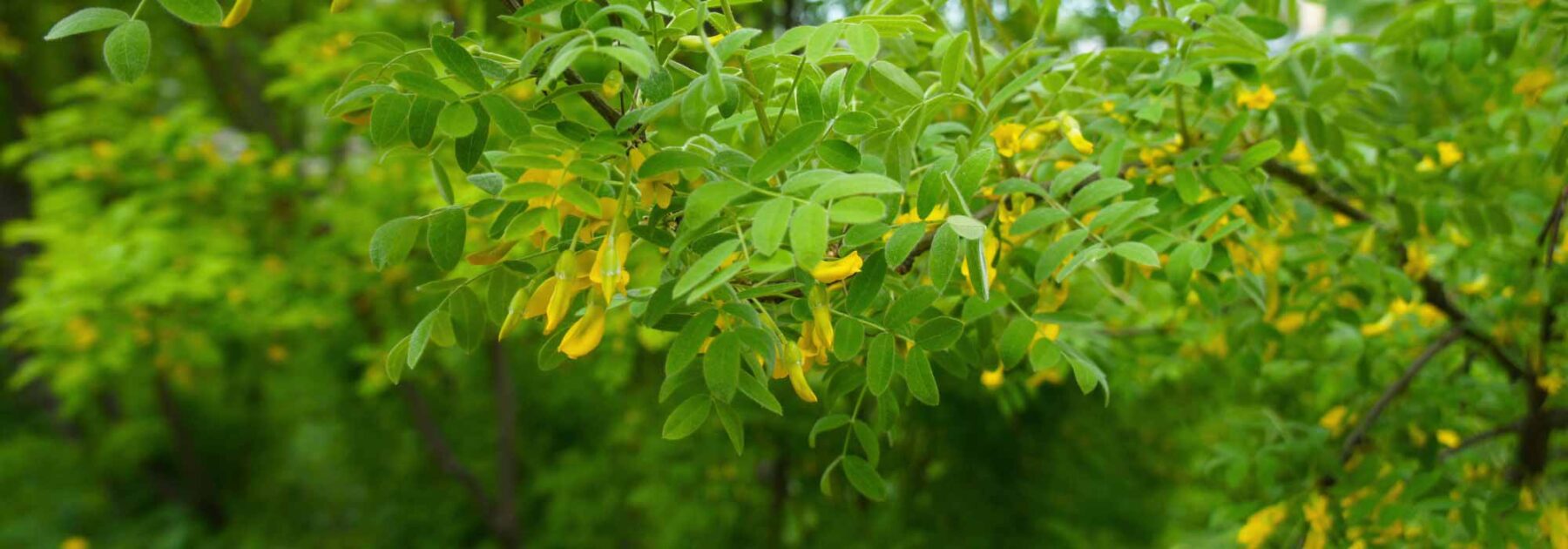 Caragana arborescens, Gelbe Akazie: Pflanzung, Pflege und Kultivierung