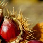 Esskastanie: Wissenswertes zur Herbstfrucht