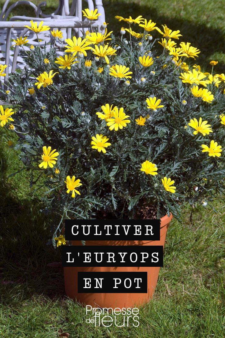 Euryops-Blüten
