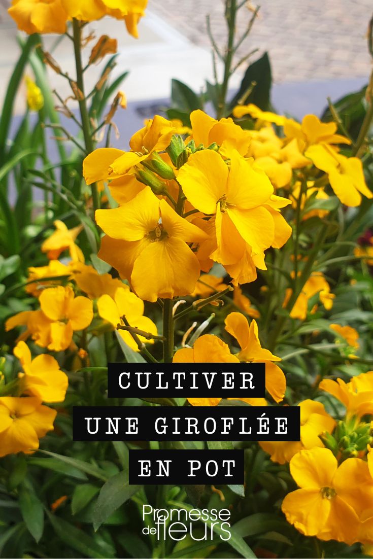 Erysimum-Blumen