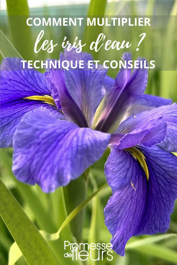 Iris laevigata