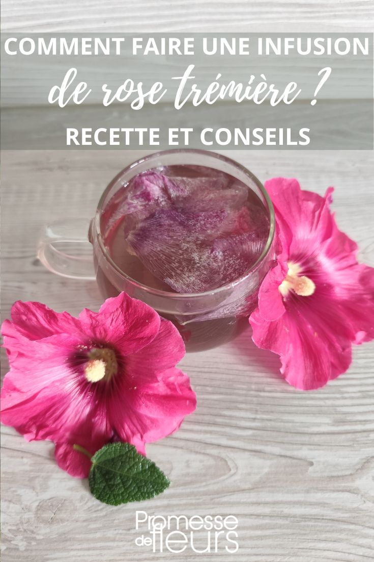 Hibiskusblütentee