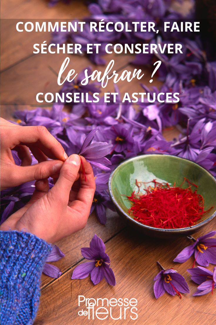 ## Ernte und Aufbewahrung von Safran

### Die richtige Erntezeit
Die Safran-Ernte ist eine heikle Angelegenheit und erfordert viel Geduld. Die Blüten des Crocus sativus müssen am frühen Morgen gepflückt werden, kurz bevor sie sich vollständig öffnen. Dieser Zeitpunkt ist entscheidend, da sich die wertvollen Narbenfäden (die eigentlichen Safranfäden) dann in bester Qualität befinden.

### Vorsichtiges Pflücken
1. **Manuelles Ernten**: Jede Blüte wird einzeln von Hand gepflückt
2. **Behutsam vorgehen**: Die zarten Blütenblätter dürfen nicht beschädigt werden
3. **Tageszeit**: Idealerweise zwischen Sonnenaufgang und 10 Uhr morgens

### Verarbeitung der Safranfäden
Nach der Ernte folgt der aufwändige Prozess der Safrangewinnung:
- Die roten Narbenfäden werden vorsichtig aus der Blüte gezupft
- Sofortige Trocknung ist essentiell, um Aroma und Farbe zu erhalten
- Traditionell werden die Fäden in Sieben über schwacher Hitze getrocknet

### Optimale Lagerung
Für beste Qualität:
- **Behälter**: Luftdicht verschließbare Glas- oder Metallgefäße
- **Ort**: Kühl, dunkel und trocken lagern
- **Haltbarkeit**: Bei richtiger Lagerung bis zu 3 Jahre

### Qualitätsmerkmale
Echter Premium-Safran erkennt man an:
- Intensiv roter Farbe
- Starkem, leicht bitterem Aroma
- Geschmeidigen, nicht brüchigen Fäden

Tipp: Bewahren Sie Safran niemals in Plastikbehältern oder im Kühlschrank auf, da dies Aroma und Qualität beeinträchtigt.