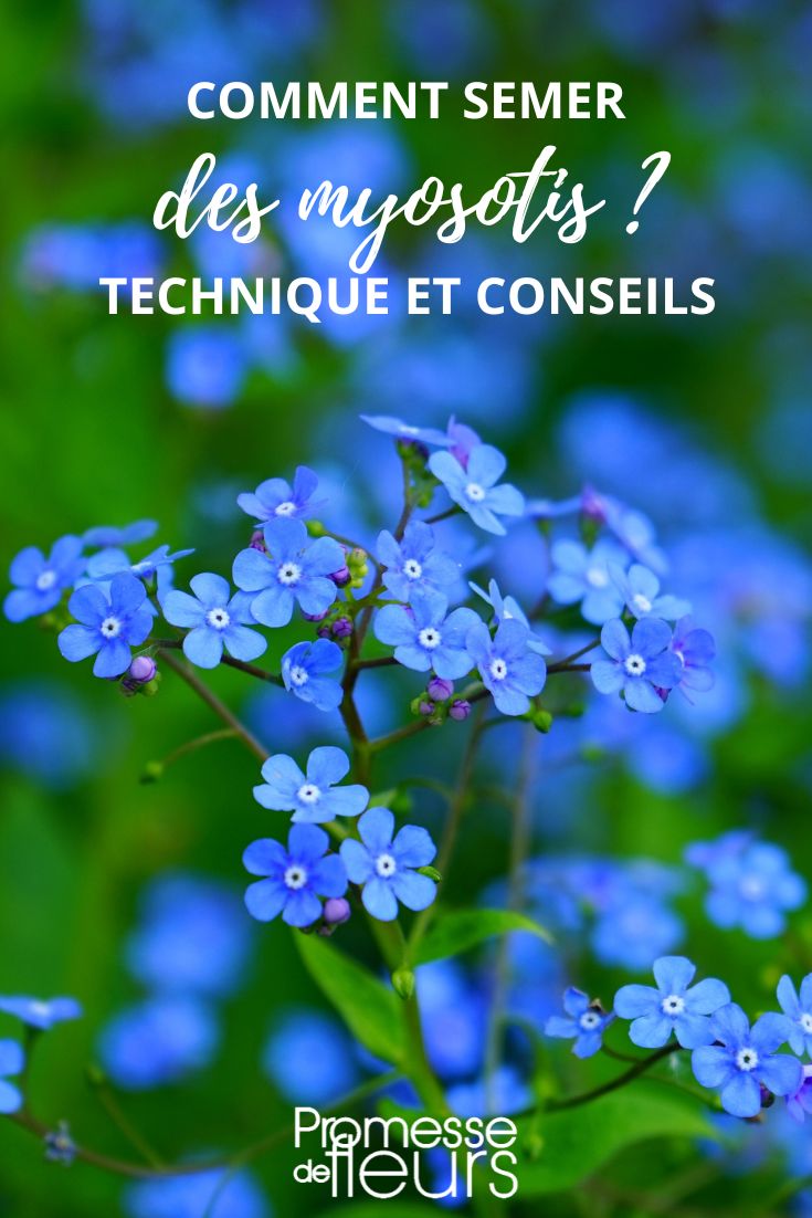 Myosotis aussäen