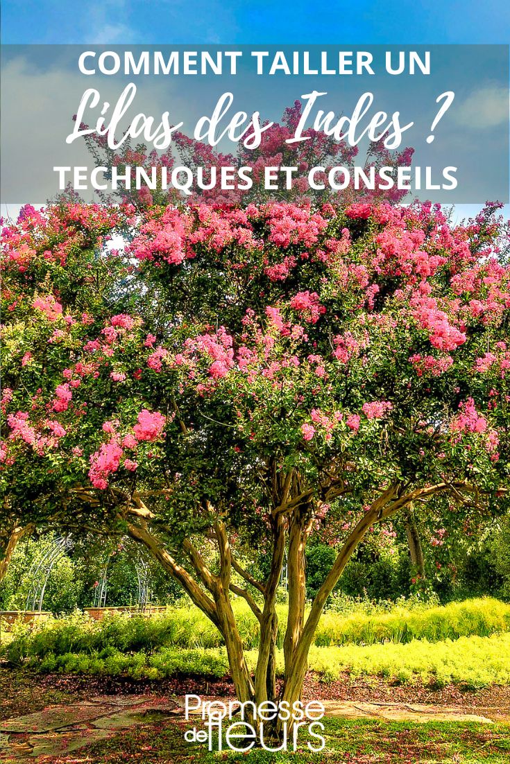 Tipps zum Schnitt von Lagerstroemia (Kreppmyrte)