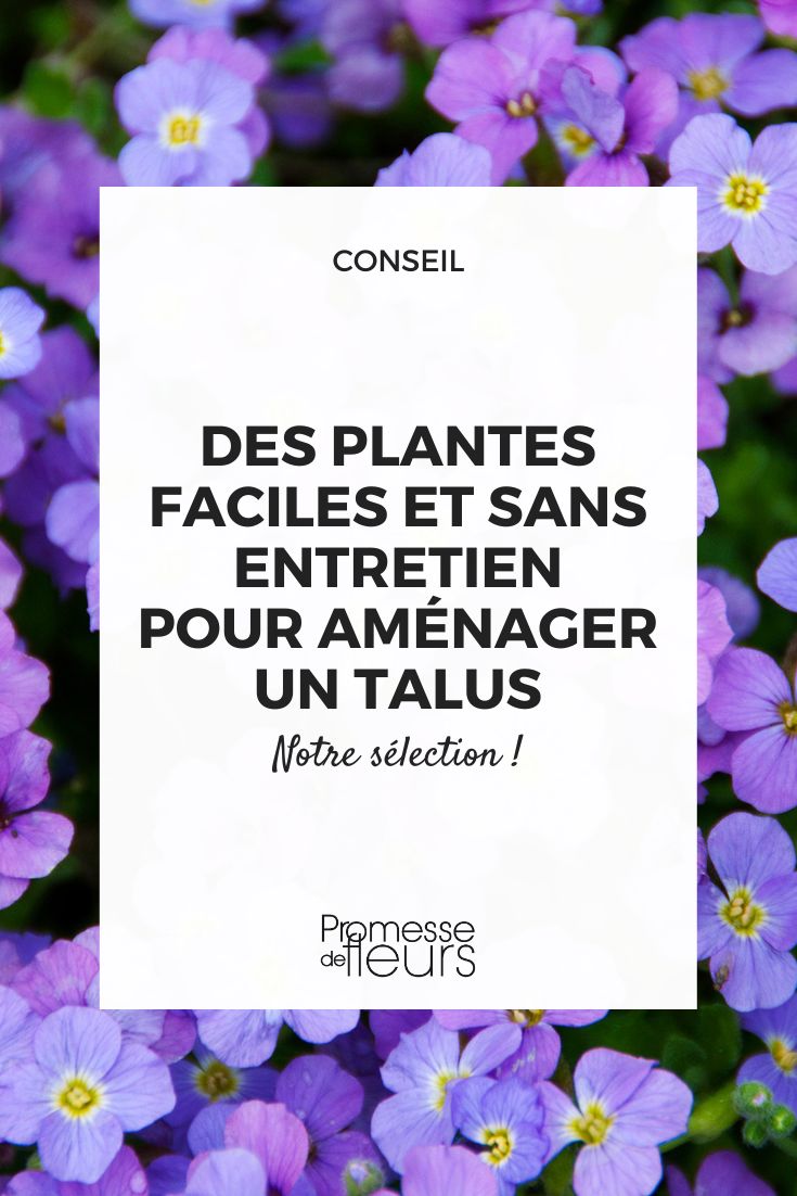 Aubrieta