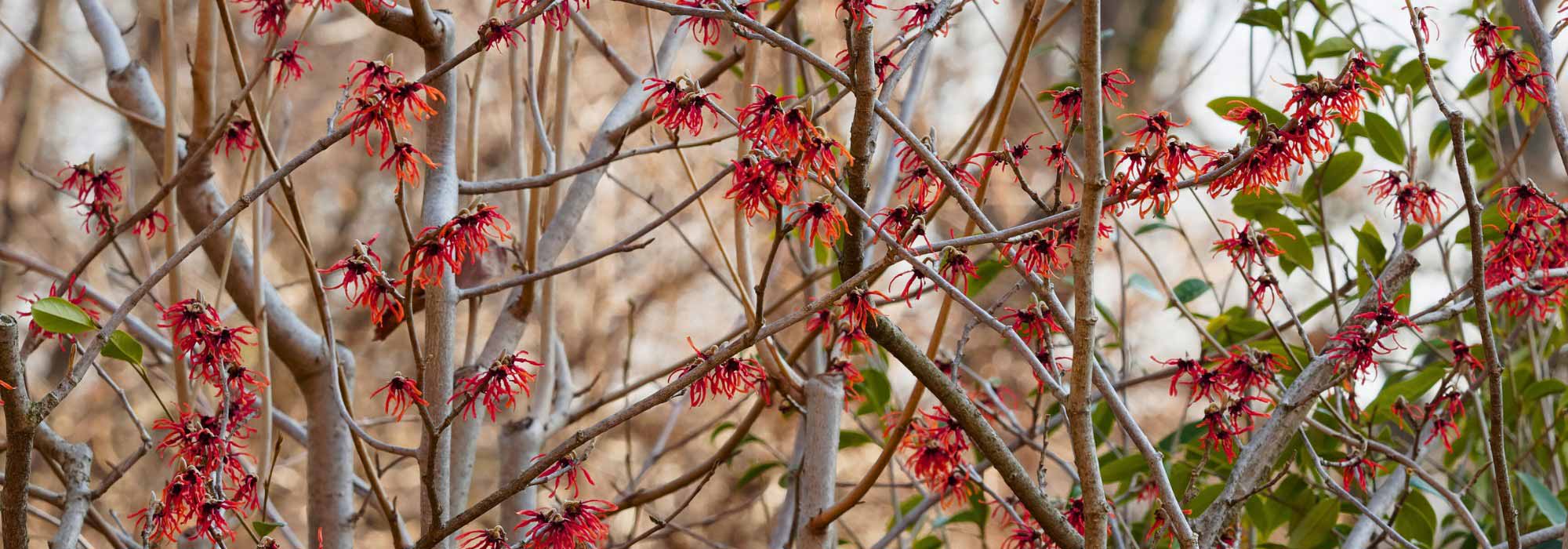 4 Zaubernüsse mit roten Blüten für Winterfarbe