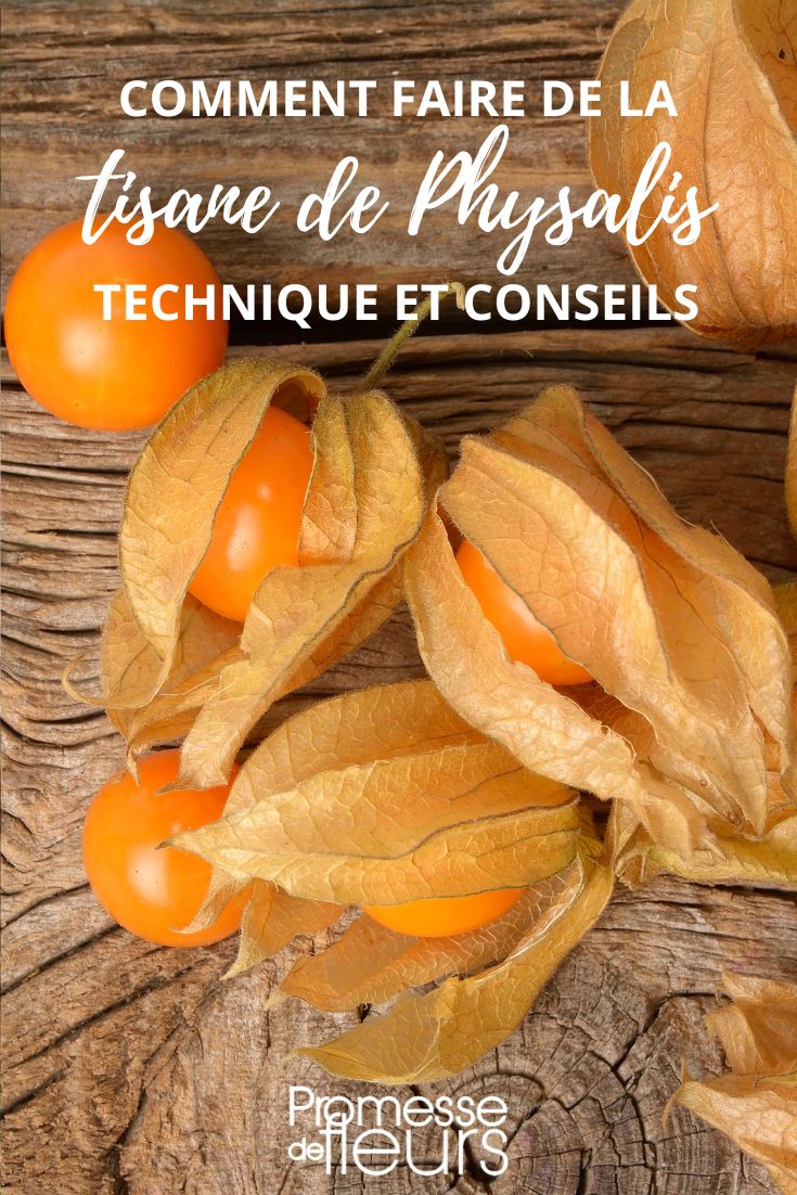 Physalis-Beeren-Infusion