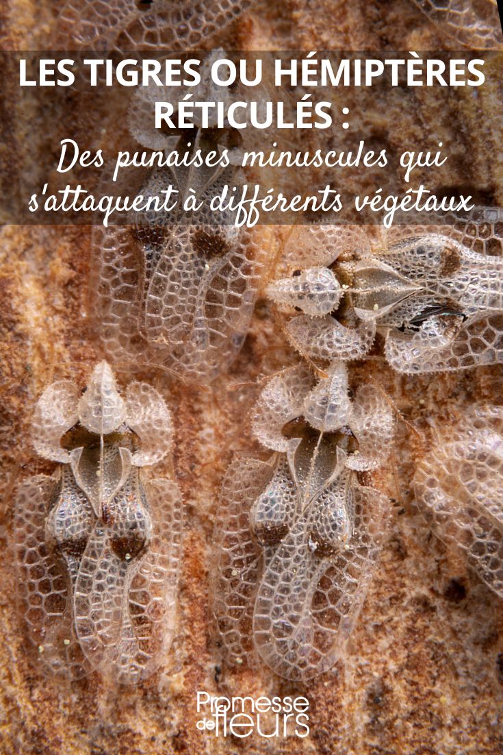 Die Platanen-Netzwanze (Corythucha ciliata)