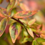 5 panaschierte Abelien, die im Garten nicht fehlen dürfen
