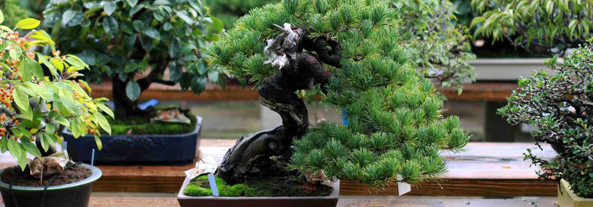 Bonsai richtig gießen?
