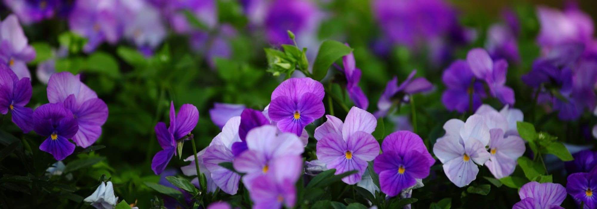 Zweijährige vor Frost schützen: Blüte verlängern?