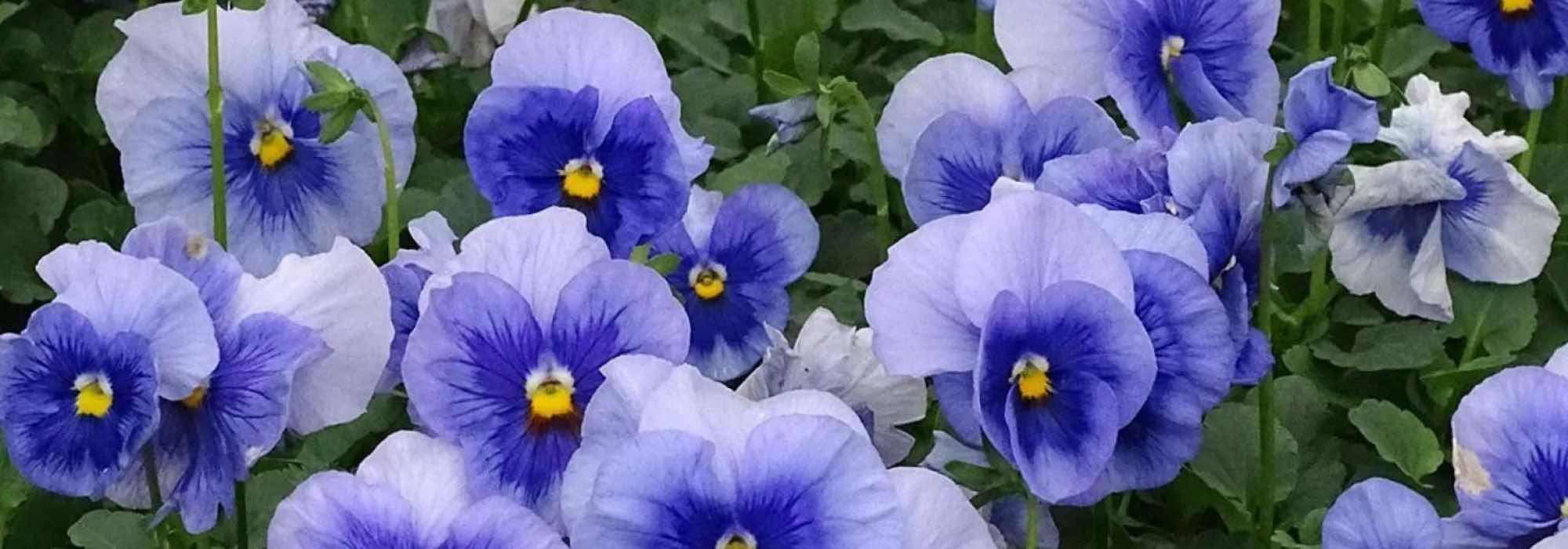Zweijährige im Herbst wählen: Blüten ab Frühling
