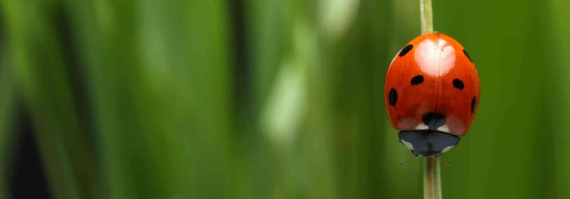 Marienkäfer im Garten: natürliche Hilfe gegen Schädlinge