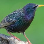Star: Freund oder Feind im Garten?