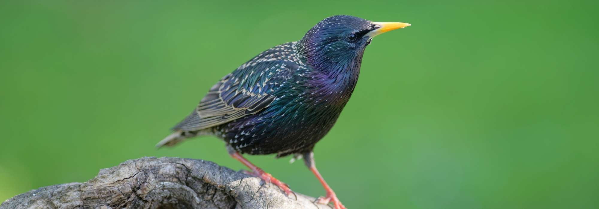 Star: Freund oder Feind im Garten?