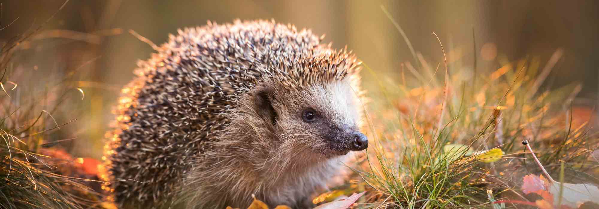 Tierfreundlicher Garten im Winter?