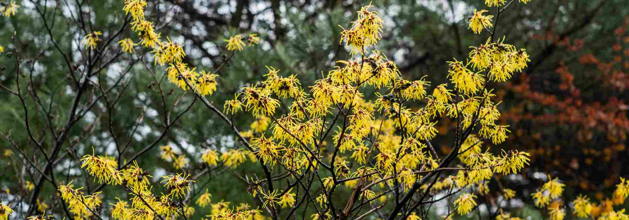 7 Zaubernüsse mit gelber Blüte für den Winter