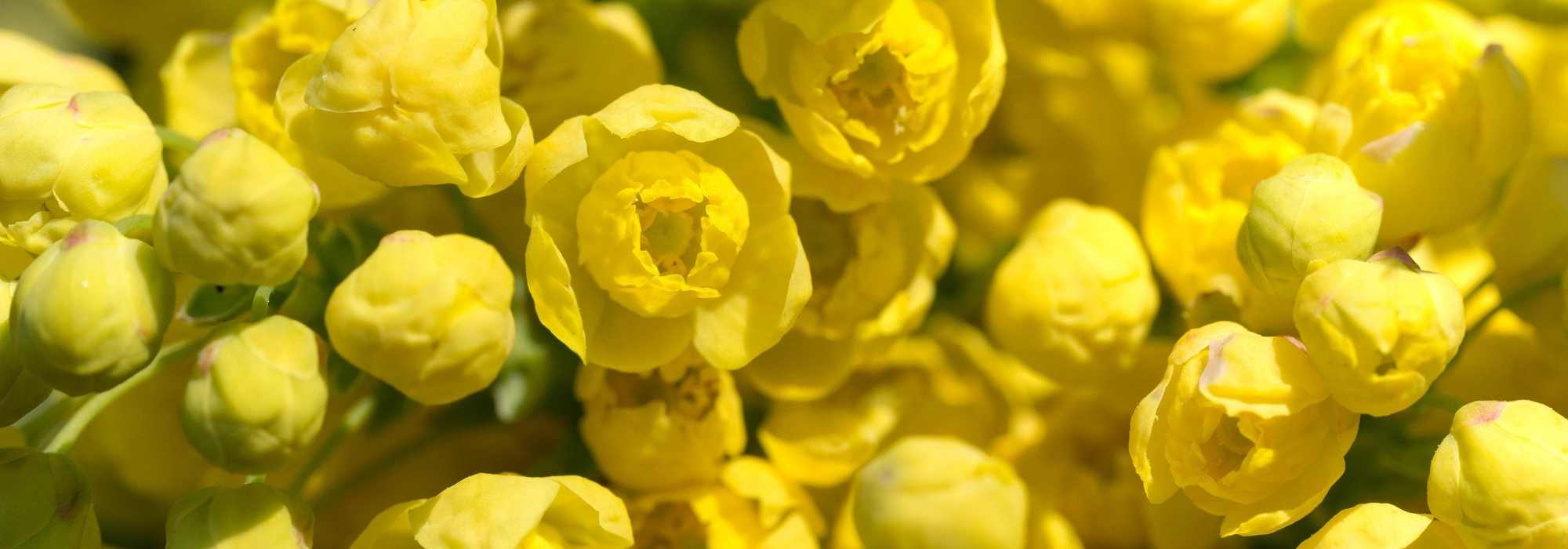 5 duftende Beales Mahonien