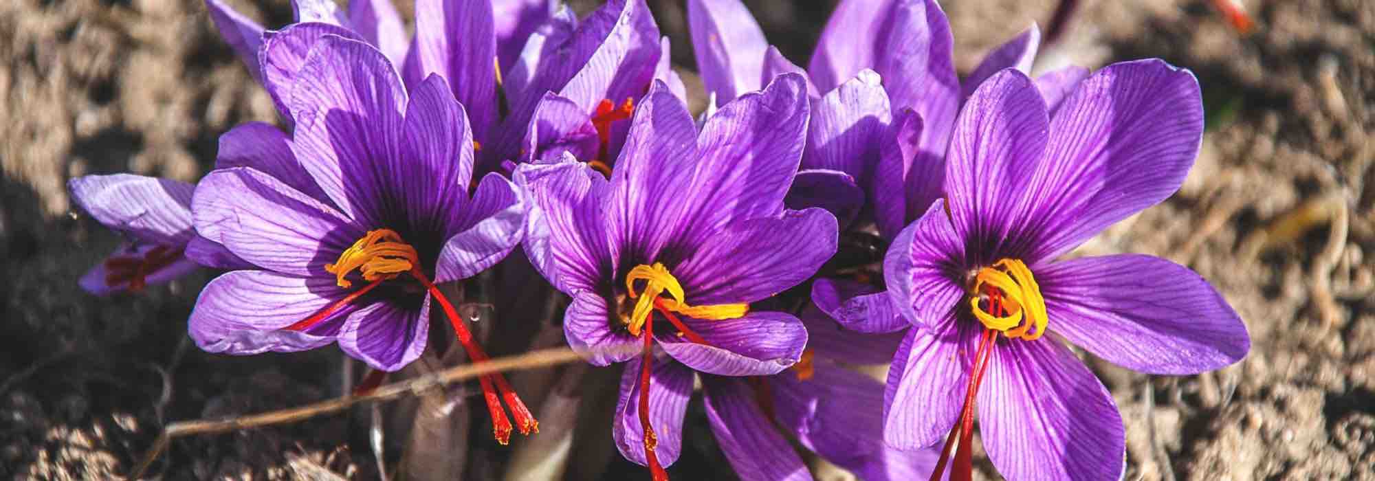 Krankheiten und Schädlinge des Safrankrokus