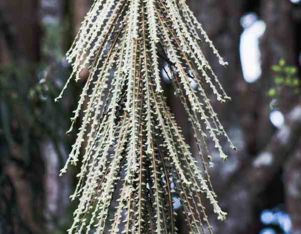 Pseudopanax vermehren?