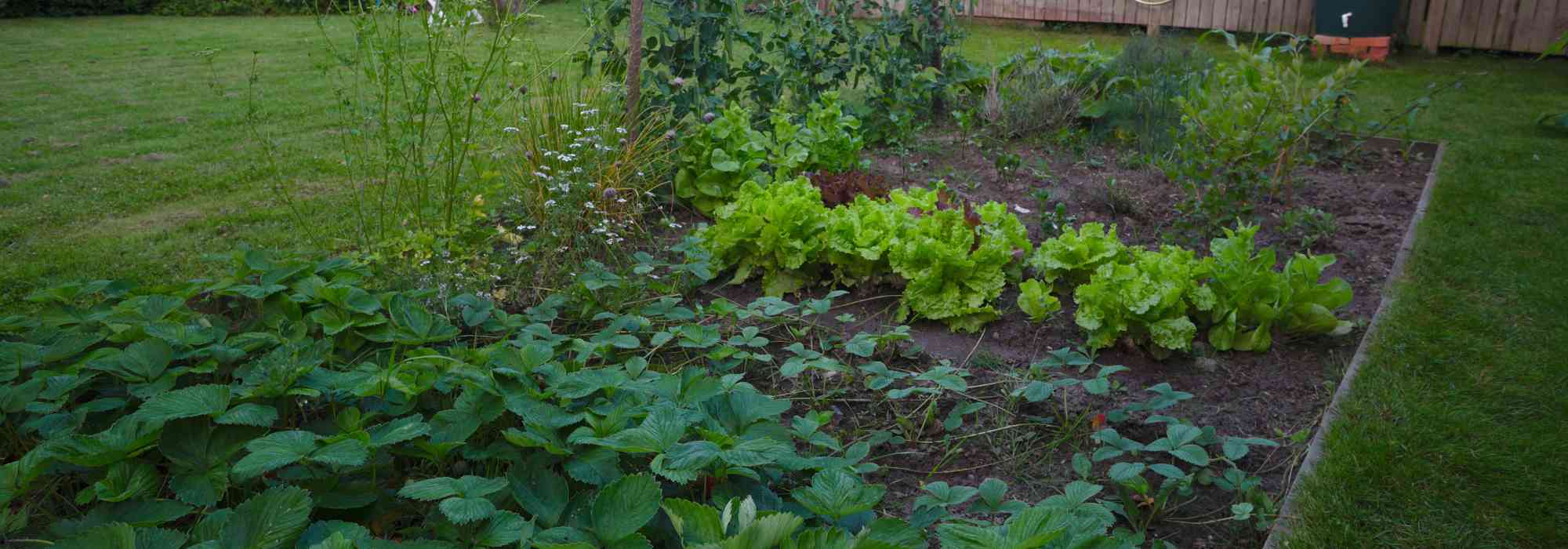 Gemüsegarten im Norden: Welches Gemüse anbauen?