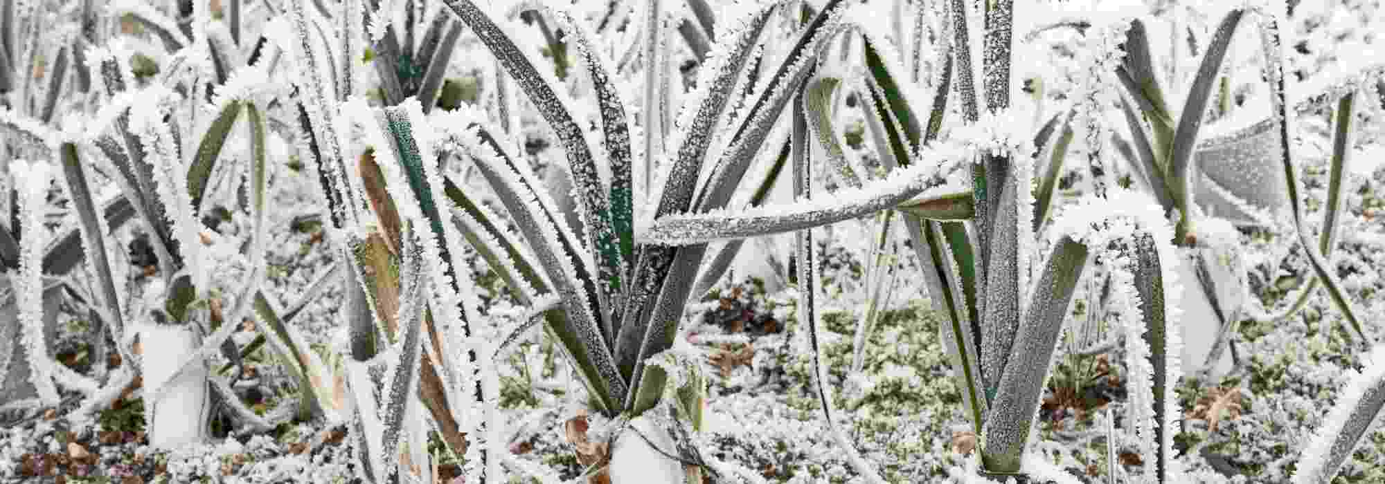Gemüsegarten im Gebirge: Welches Gemüse säen und pflanzen?
