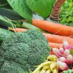 Gemüsegarten in Zentralfrankreich: Welches Gemüse anbauen?