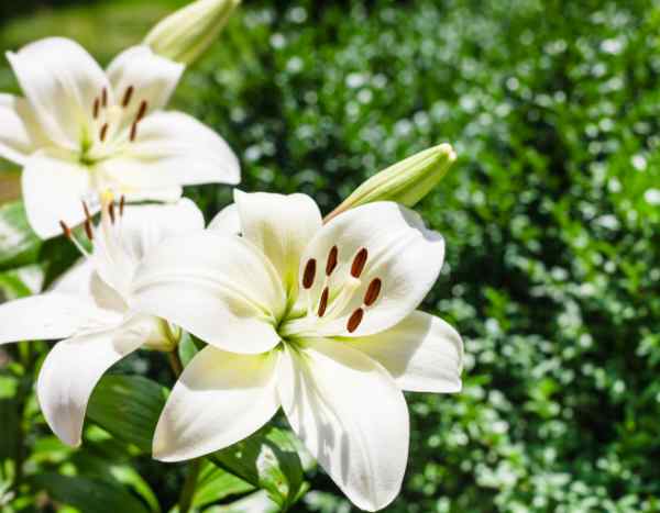 Lilien aus dem Topf in den Garten pflanzen?
