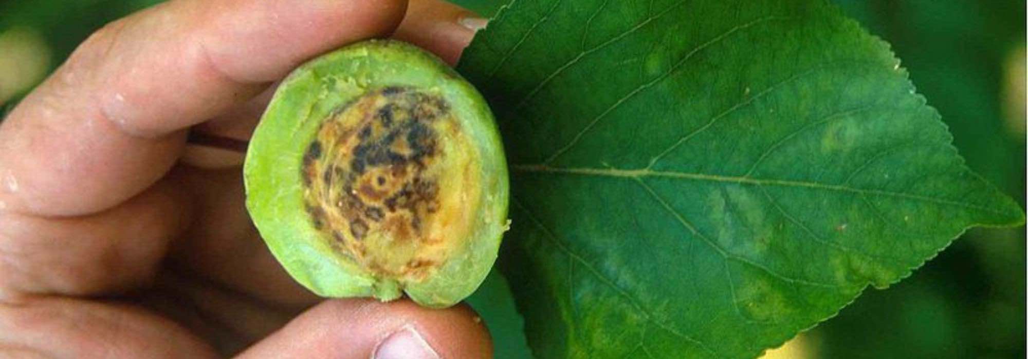 Das Plum-pox-Virus (Scharka): verheerende Krankheit bei Steinobstbäumen