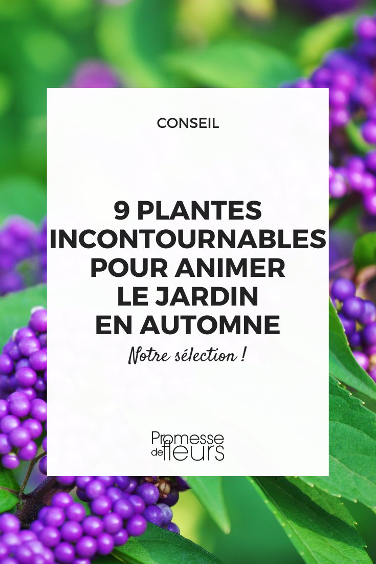 Callicarpa