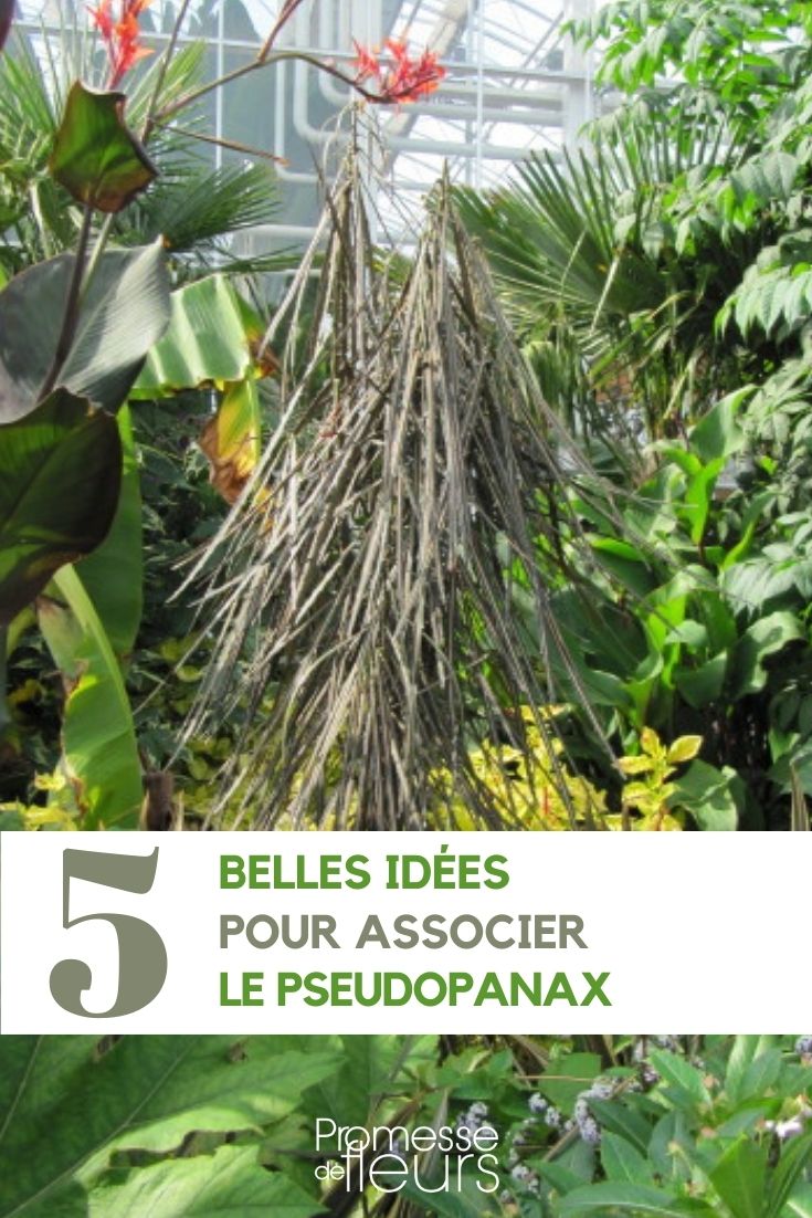 5 Ideen für passende Pflanzpartner zu Pseudopanax