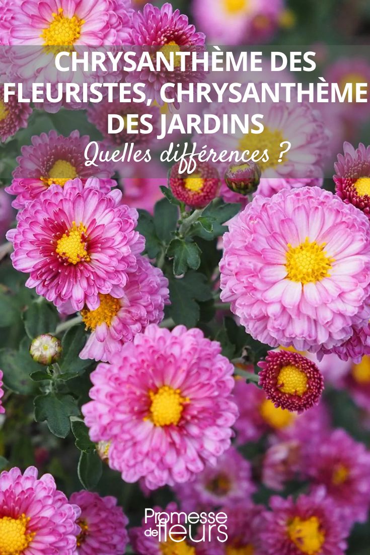 Chrysantheme des jardins 'Mei Kyo'