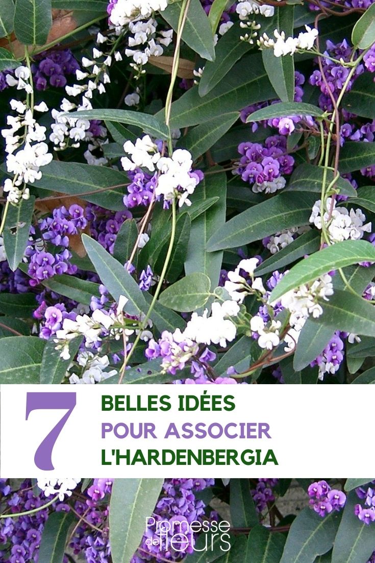 7 Ideen zur Kombination von Hardenbergia