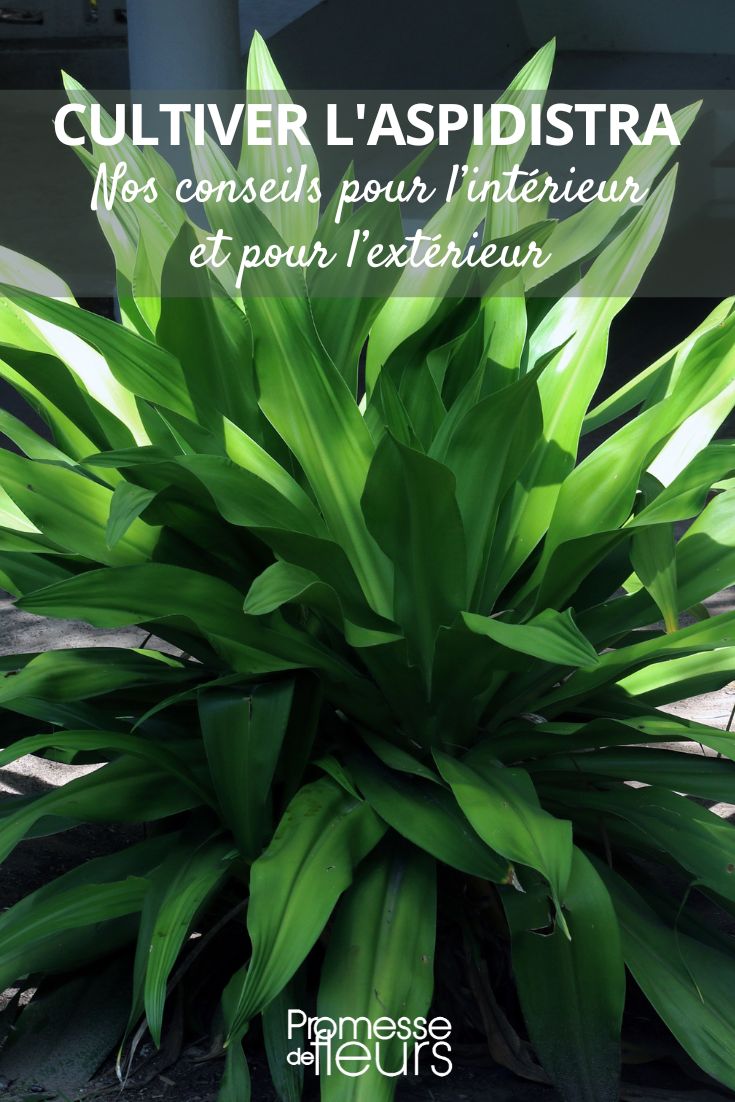 Pflegetipps für die Schusterpalme
