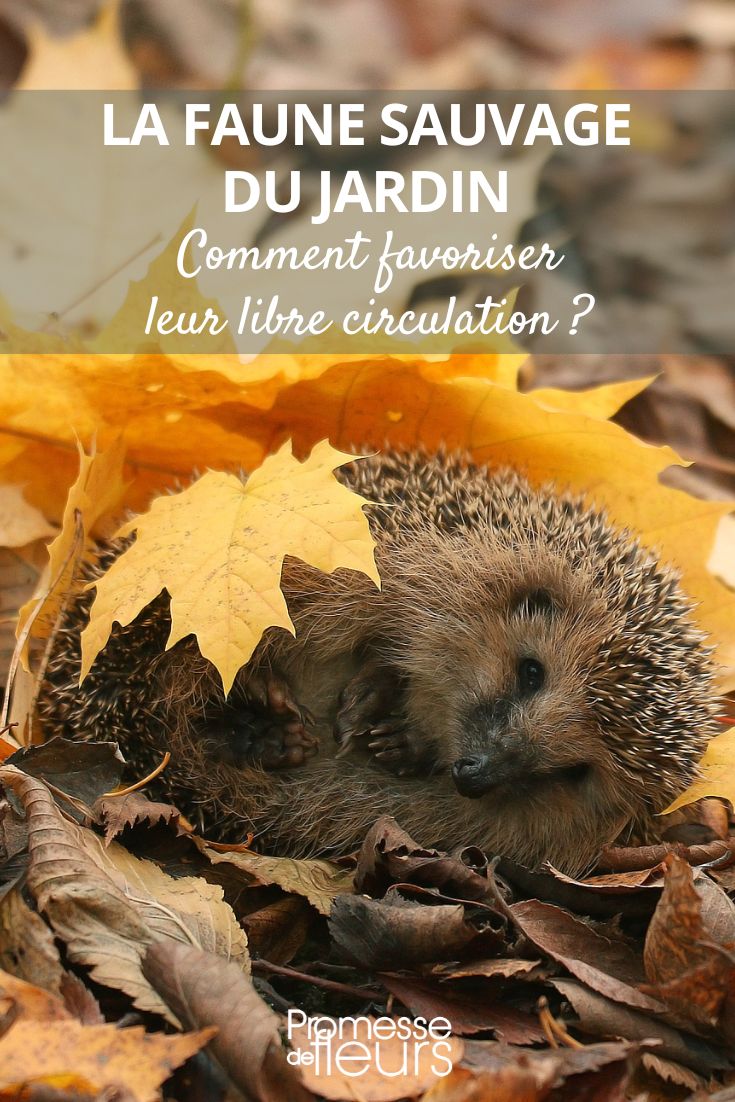 Igel im Garten