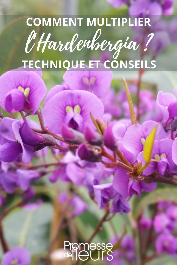 Hardenbergia-Blüten