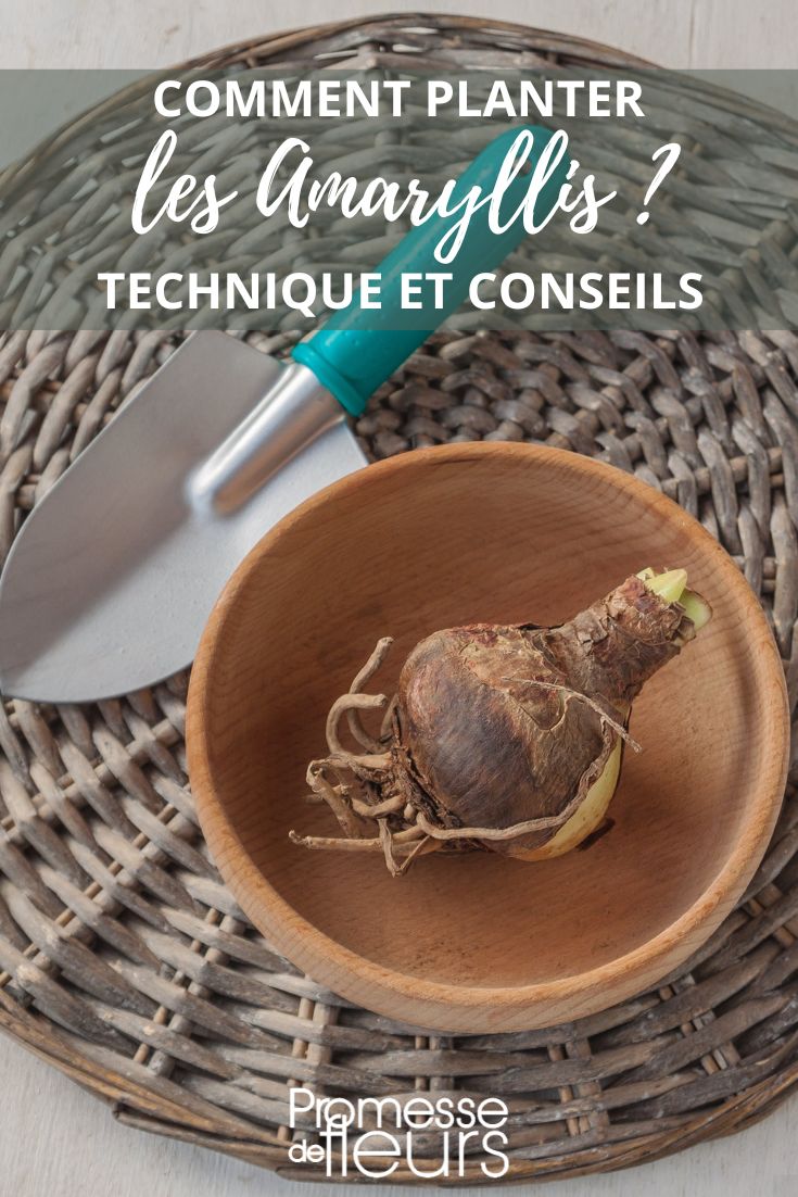 Tipps zum Pflanzen von Amaryllis?