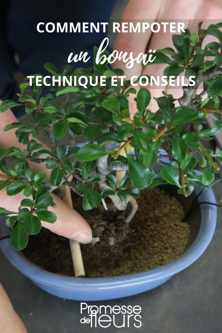 Bonsai-Umtopfen: Tipps und Ratschläge