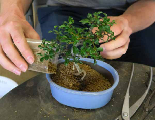 Bonsai umtopfen: kompletter Ratgeber
