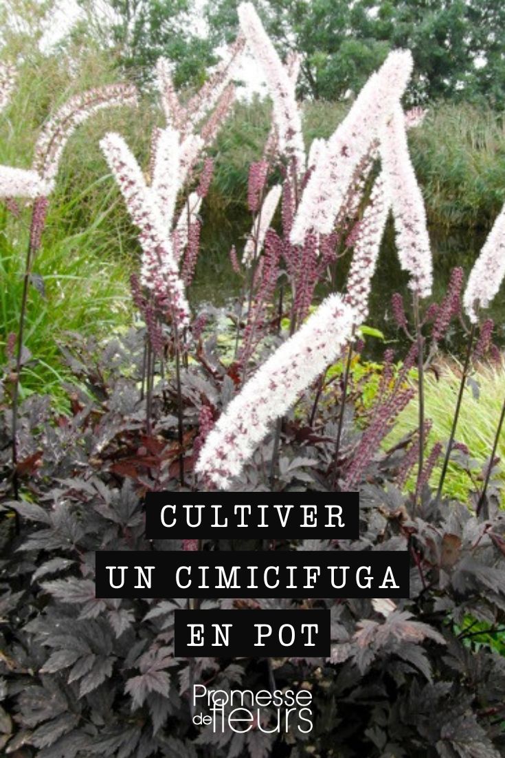 Pflegetipps für Cimicifuga