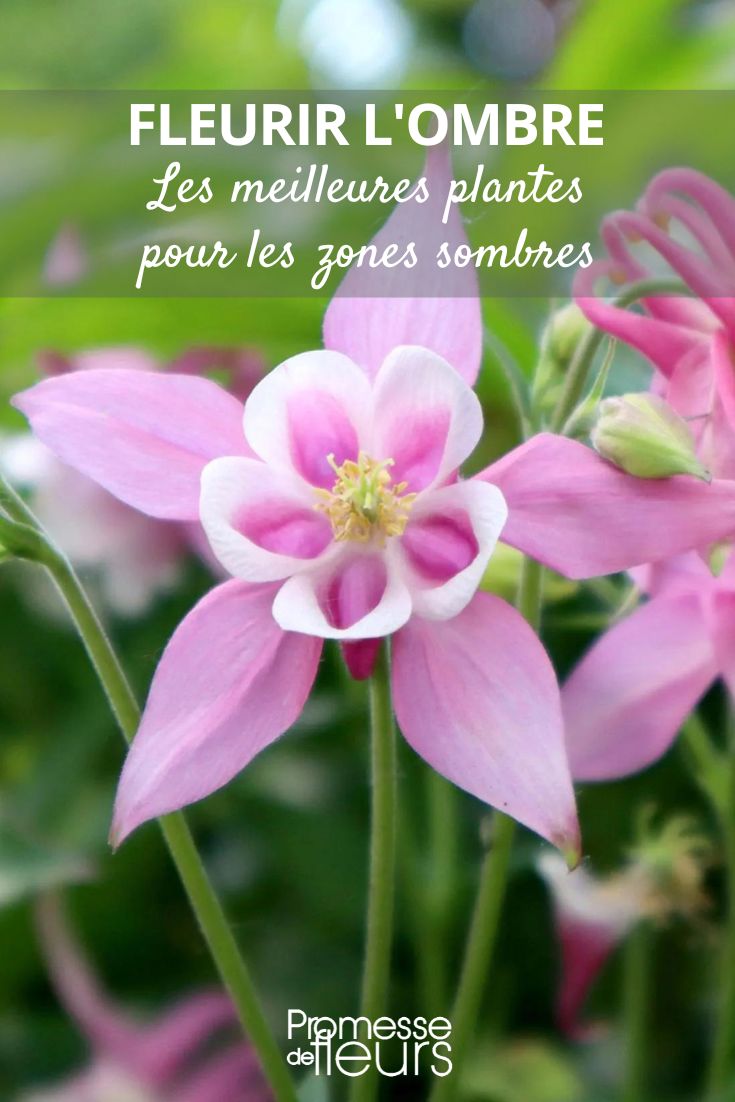 Aquilegia 'Musik Rose Weiß'