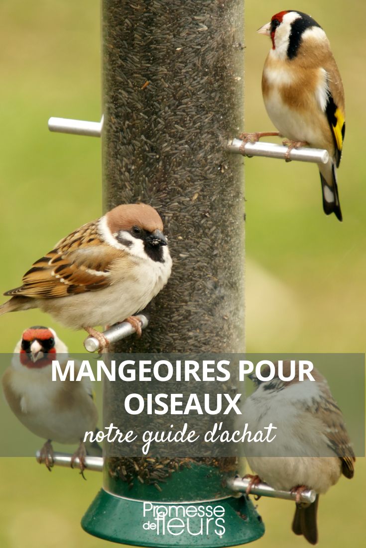 Eine Futterstelle für Vögel auswählen