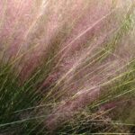 Muhlenbergia: Pflanzen, Pflegen und Kultivieren