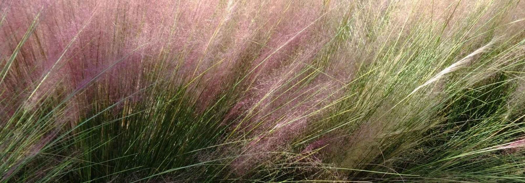 Muhlenbergia: Pflanzen, Pflegen und Kultivieren